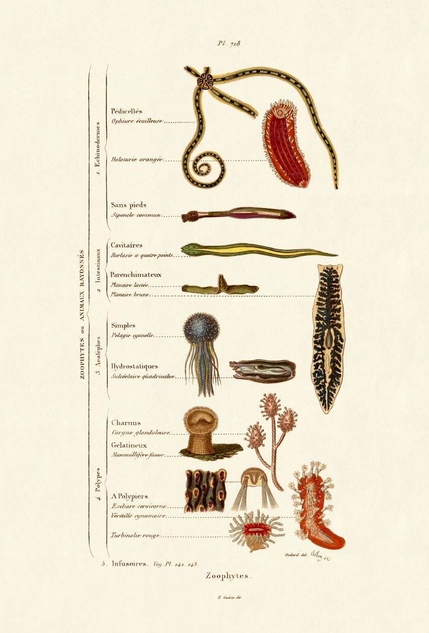 Zoofity, 1833-39 autorstwa French School