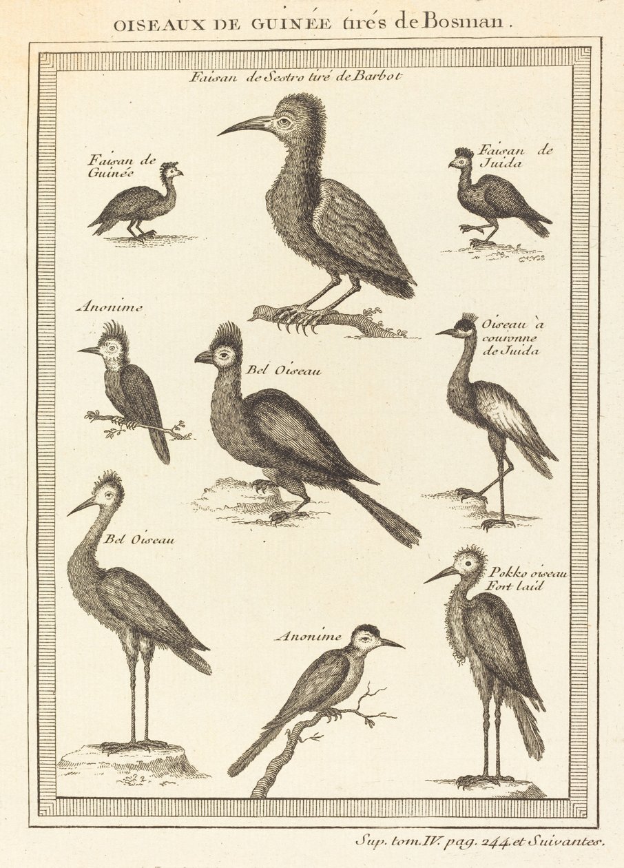 Ptaki gwinei zaczerpnięte z bosman autorstwa French 18th Century