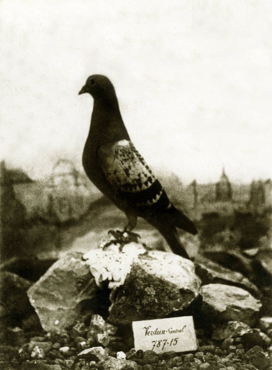 Zwierzęta podczas I wojny światowej 1914-1918: słynny gołąb Vaillant Vaillant autorstwa French Photographer