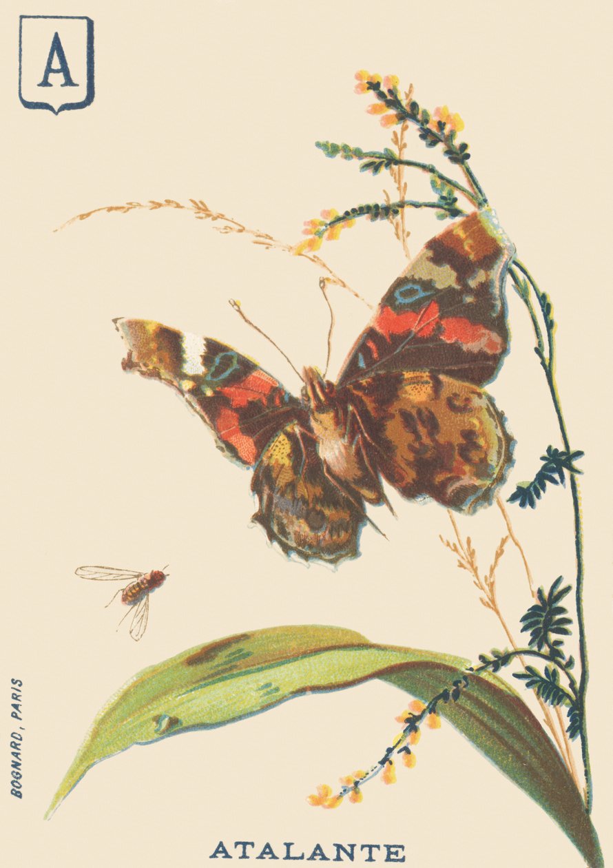 O: Atalante (Vanessa atalanta lub Vulcan) autorstwa French School