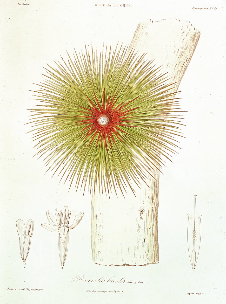 Bromelia znaleziona w Andach, z „Historii Chile” Claudio Gay, 1854 autorstwa French School