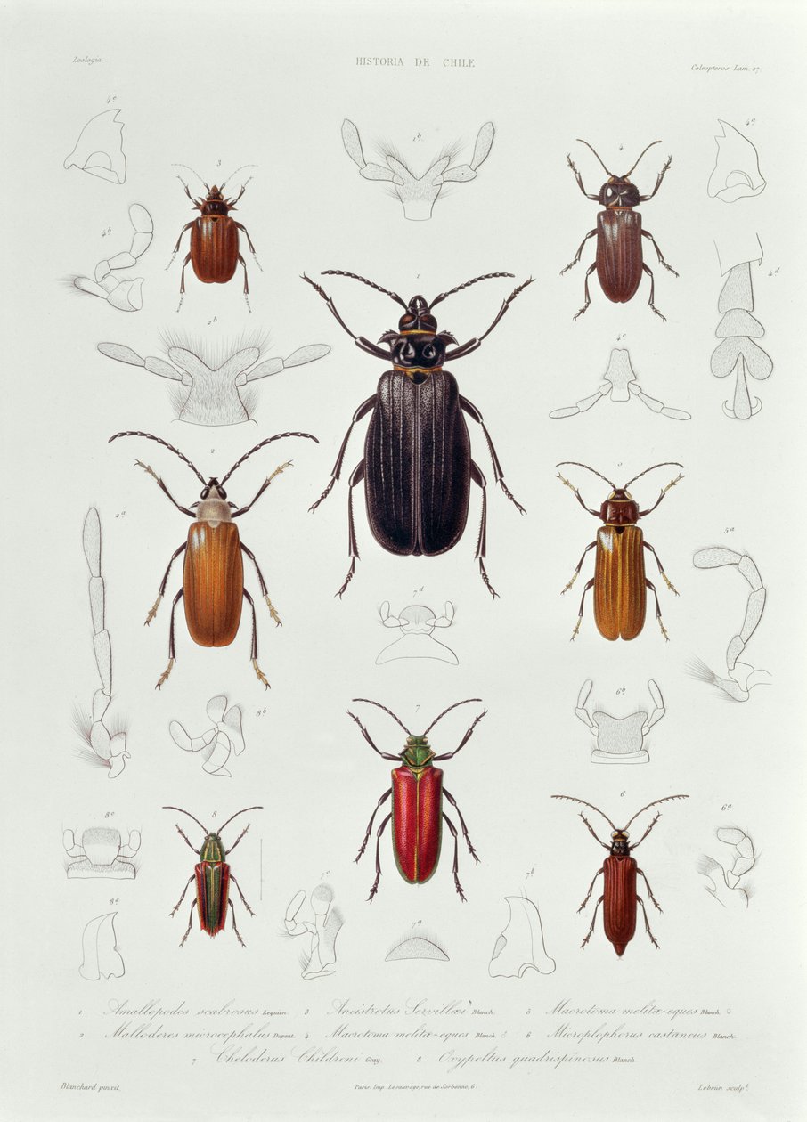 Kolekcja Coleoptera znaleziona w Chile, ilustracja z „Historia de Chile”, rytowana przez Lebruna, 1854 autorstwa French School