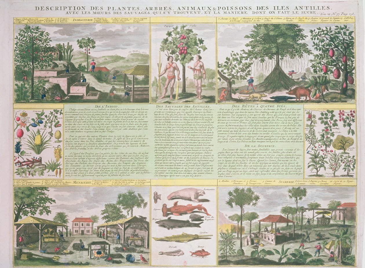 Opis roślin, drzew, zwierząt i ryb znalezionych na Antylach, ilustracja z Histoire Generale des Antilles Habitees par les Francois tom. 2 Jean Baptiste Du Tertre (1610-1687) publikuje autorstwa French School