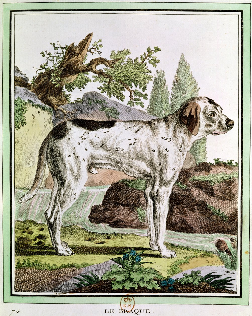Wskaźnik, ilustracja z Histoire Naturelle autorstwa Georgesa Louisa Leclerca (1707-88) hrabiego Buffon, 1749-1804 autorstwa French School