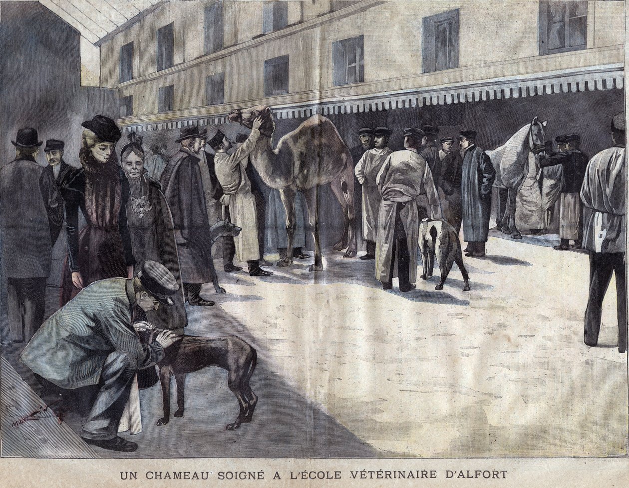 Wielbłąd leczy się w Szkole Weterynaryjnej Maison Alfort (Maison-Alfort). Ilustracja z 1899 roku w „La petite Gironde”. autorstwa French School