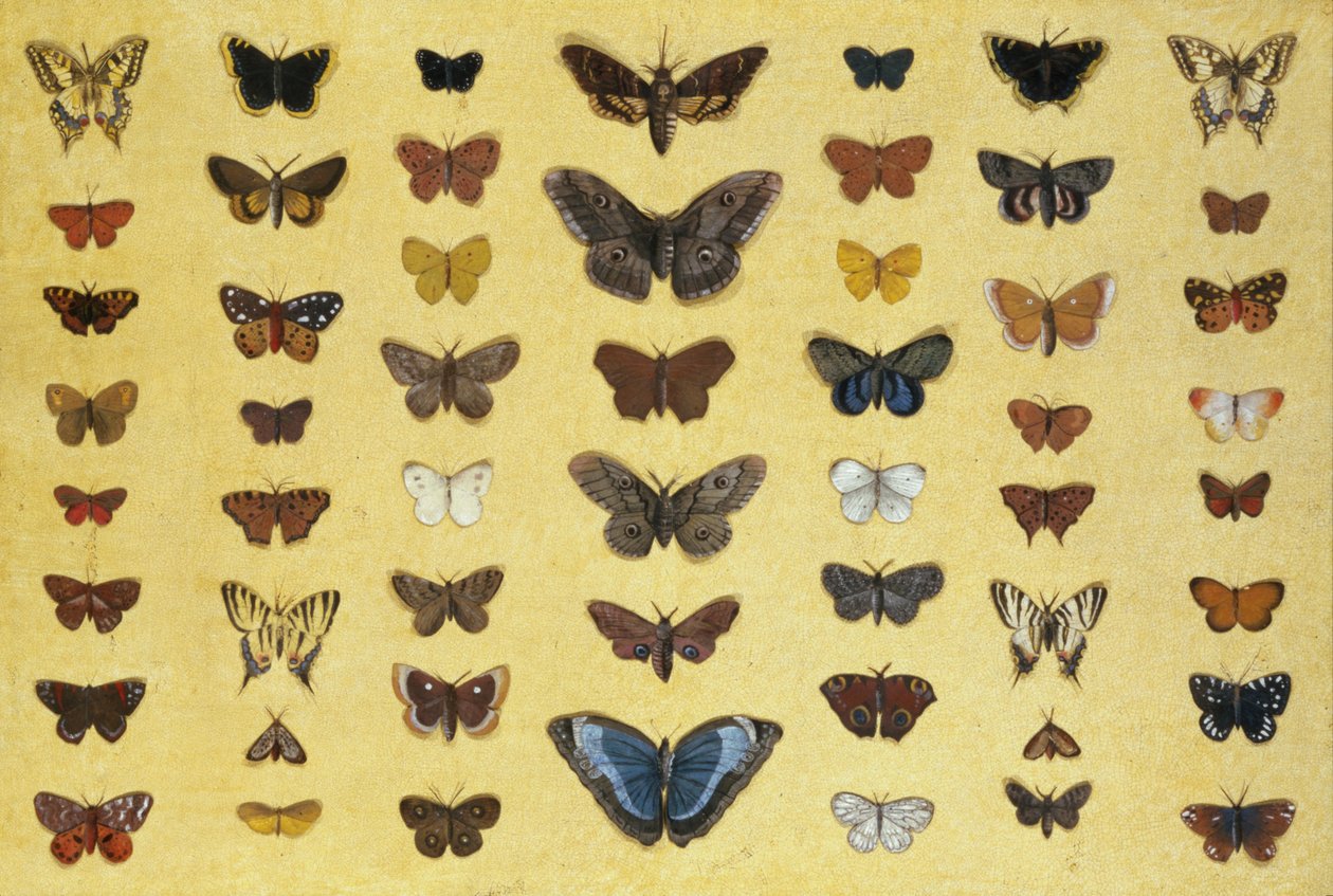 Kolaż motyli i ciem, w tym Camberwell Beauty, British Swallowtail, Scarce Swallowtail, Peacock and Small Tortoiseshell, ok. 1830 (wc na papierze) autorstwa French School