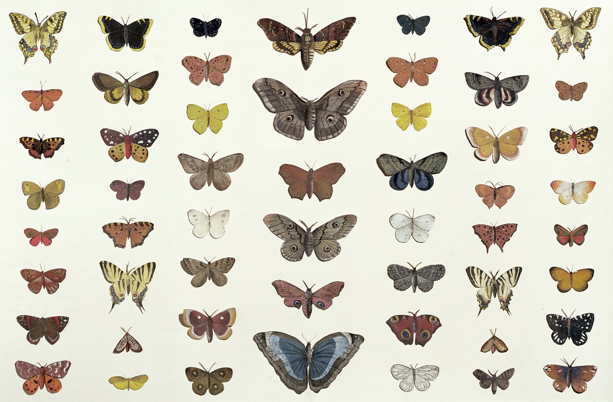 Kolaż motyli i ciem, w tym Camberwell Beauty, British Swallowtail, Scarce Swallowtail, Peacock and Small Tortoiseshell, c.1830 (druk 104967) autorstwa French School