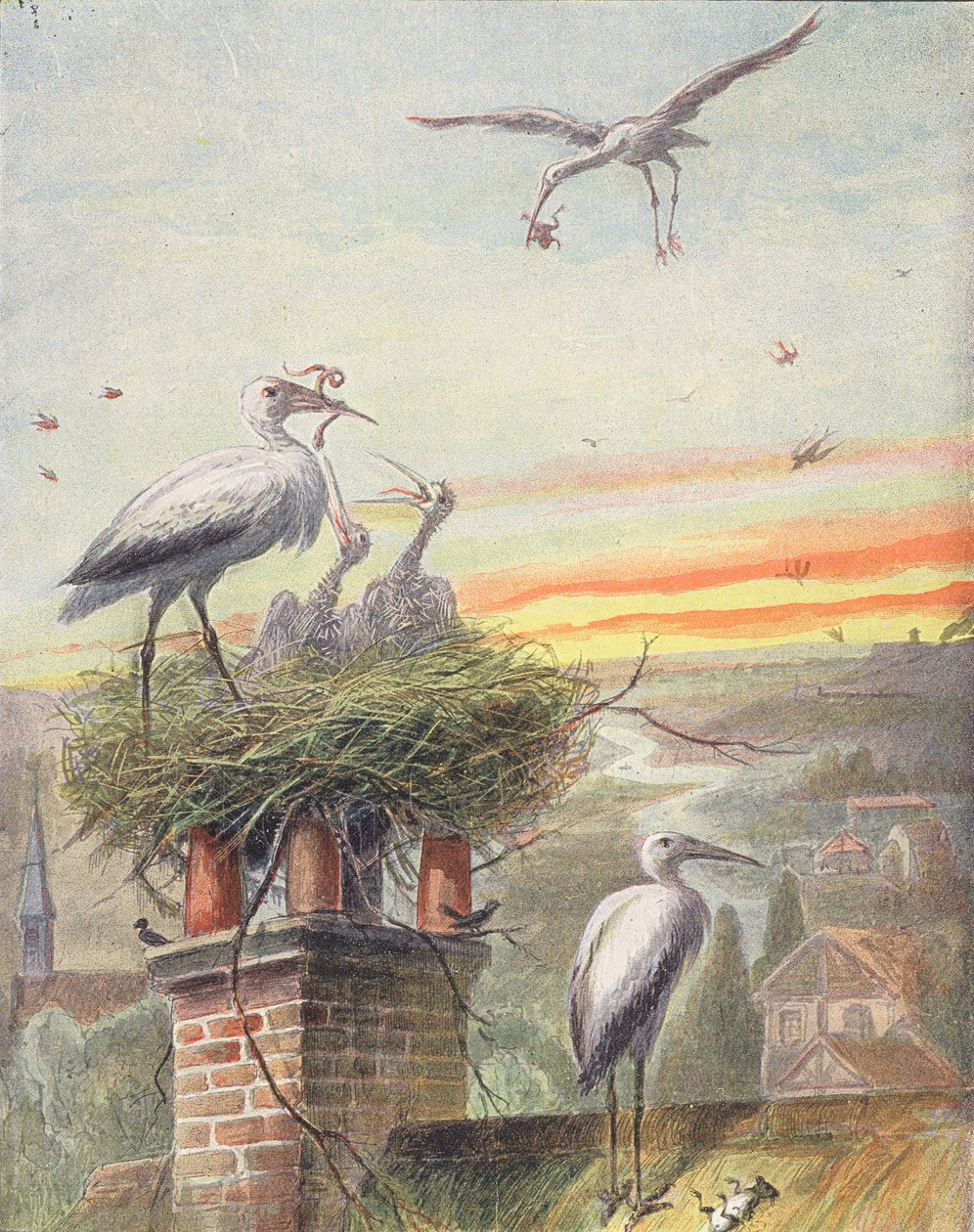 Bocianie gniazdo (kolorowa litografia) autorstwa French School