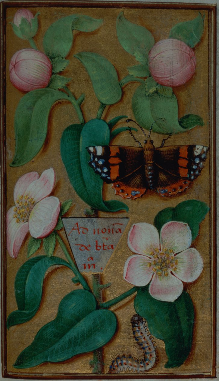 Dodaj 35214 f.67 Kwiaty i motyle z Book of Hours, Paryż autorstwa French School