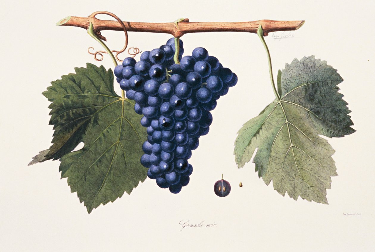 Ampelografia, Szczep Grenache Cotes du Rhone autorstwa French School