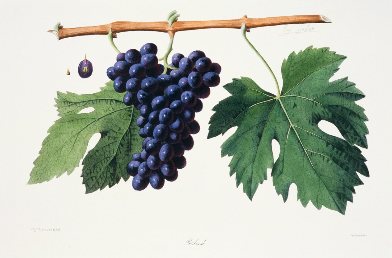 Ampelografia, Grape Poulsard Jura autorstwa French School