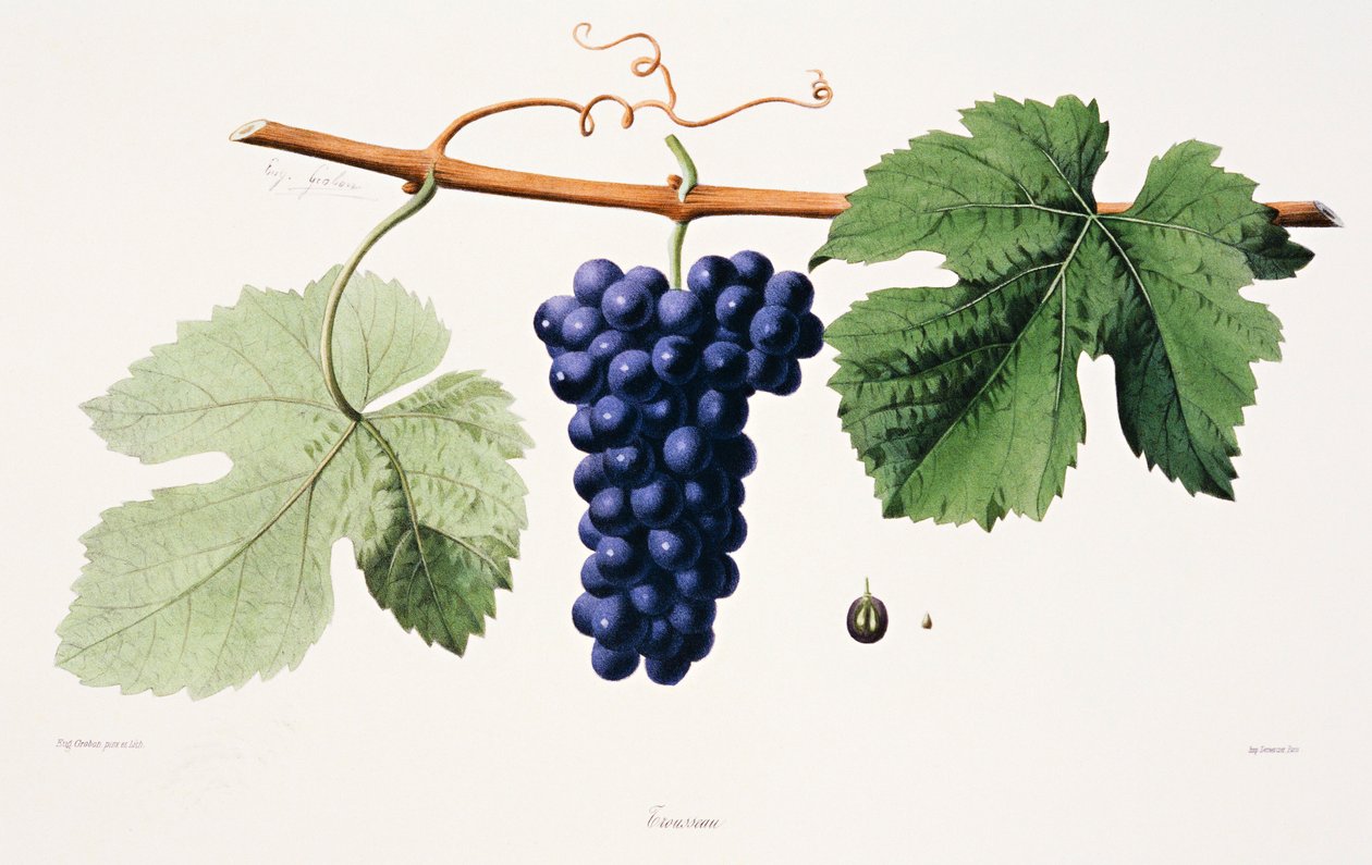 Ampelografia, Grape Trousseau Jura autorstwa French School