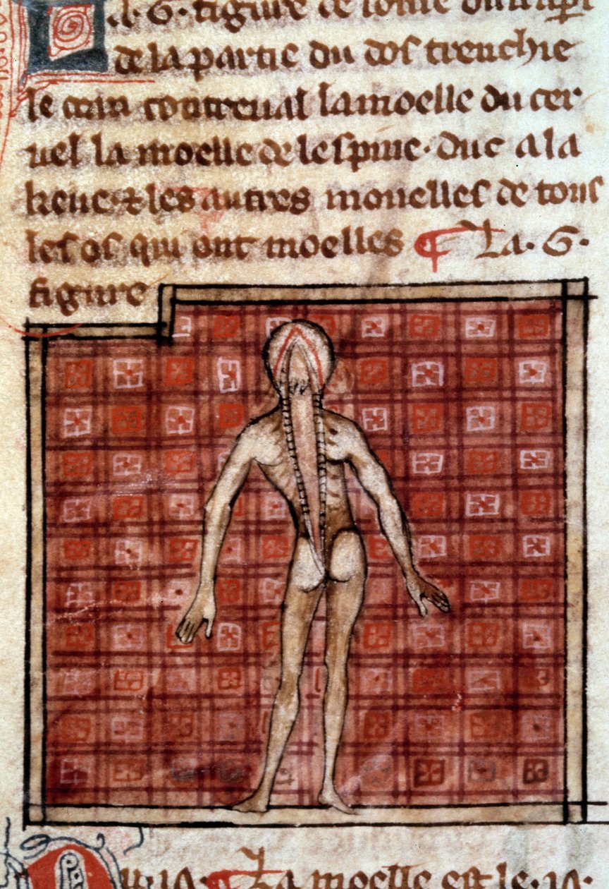 Figura anatomiczna: skórka, odsłonięte plecy, przedstawiające mózg i rdzeń kręgowy. Miniatura z rękopisu „Chirurgia” (Folio 12) autorstwa Henri de Mondeville (chirurg profesora anatomii Philippe Le Bel) autorstwa French School