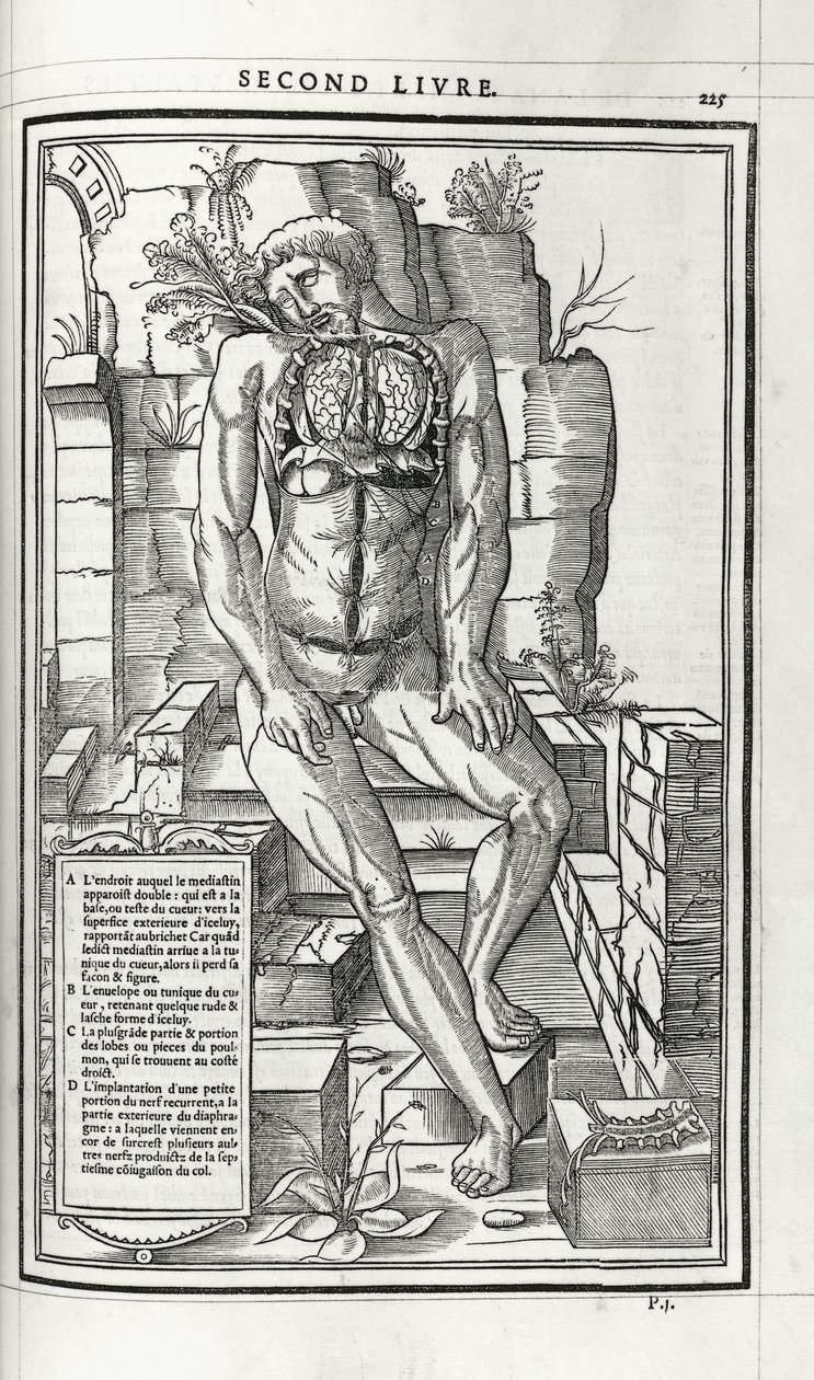 Ilustracja anatomiczna, 1546 autorstwa French School
