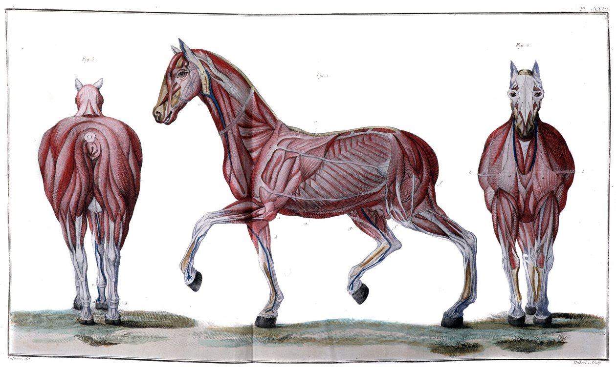Anatomia konia: skórka, twarz i profil - „Kurs Hippiatryczny, kompletny traktat o medycynie koni” autorstwa P. E Lafosse autorstwa French School
