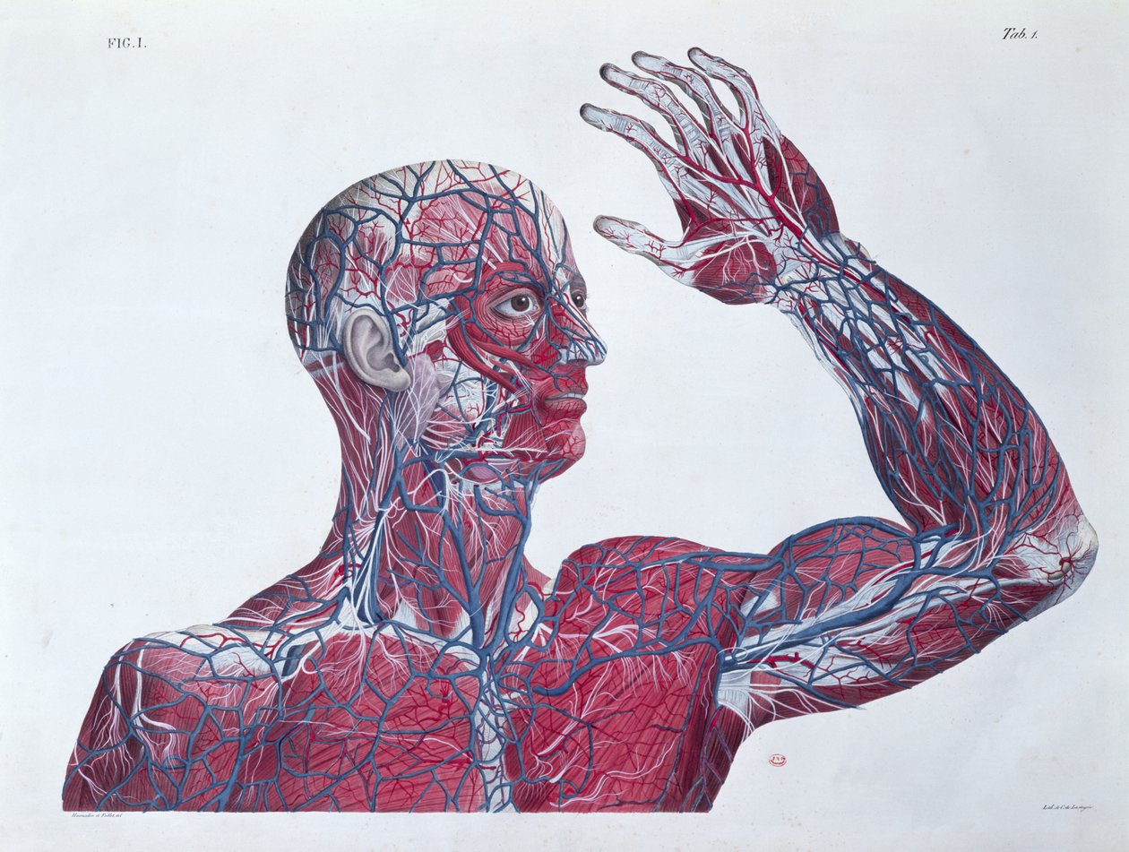 Anatomia ludzkiej głowy i ramienia, z książki o anatomii autorstwa Francesco Antommarchi (1789-1838) rytowanej przez Mascagni, c.1820 autorstwa French School