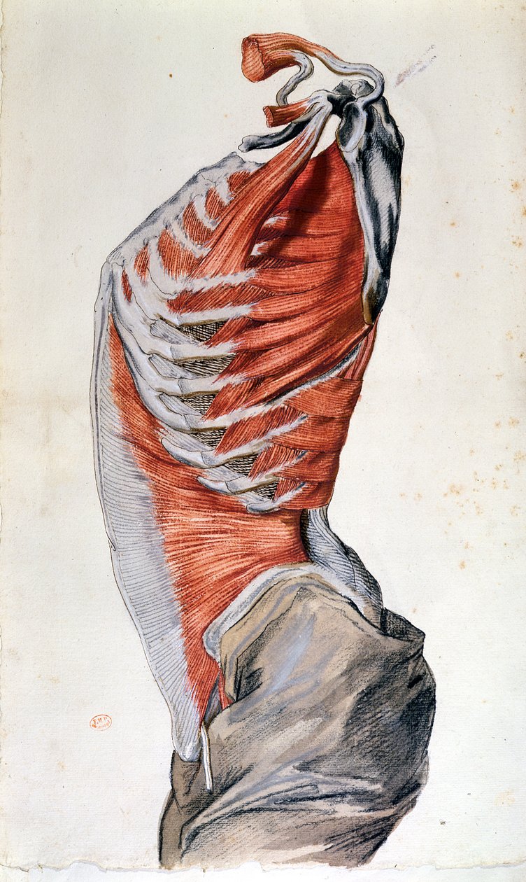 Anatomia tułowia narysowana przez studenta (kolorowa kredka na papierze) autorstwa French School