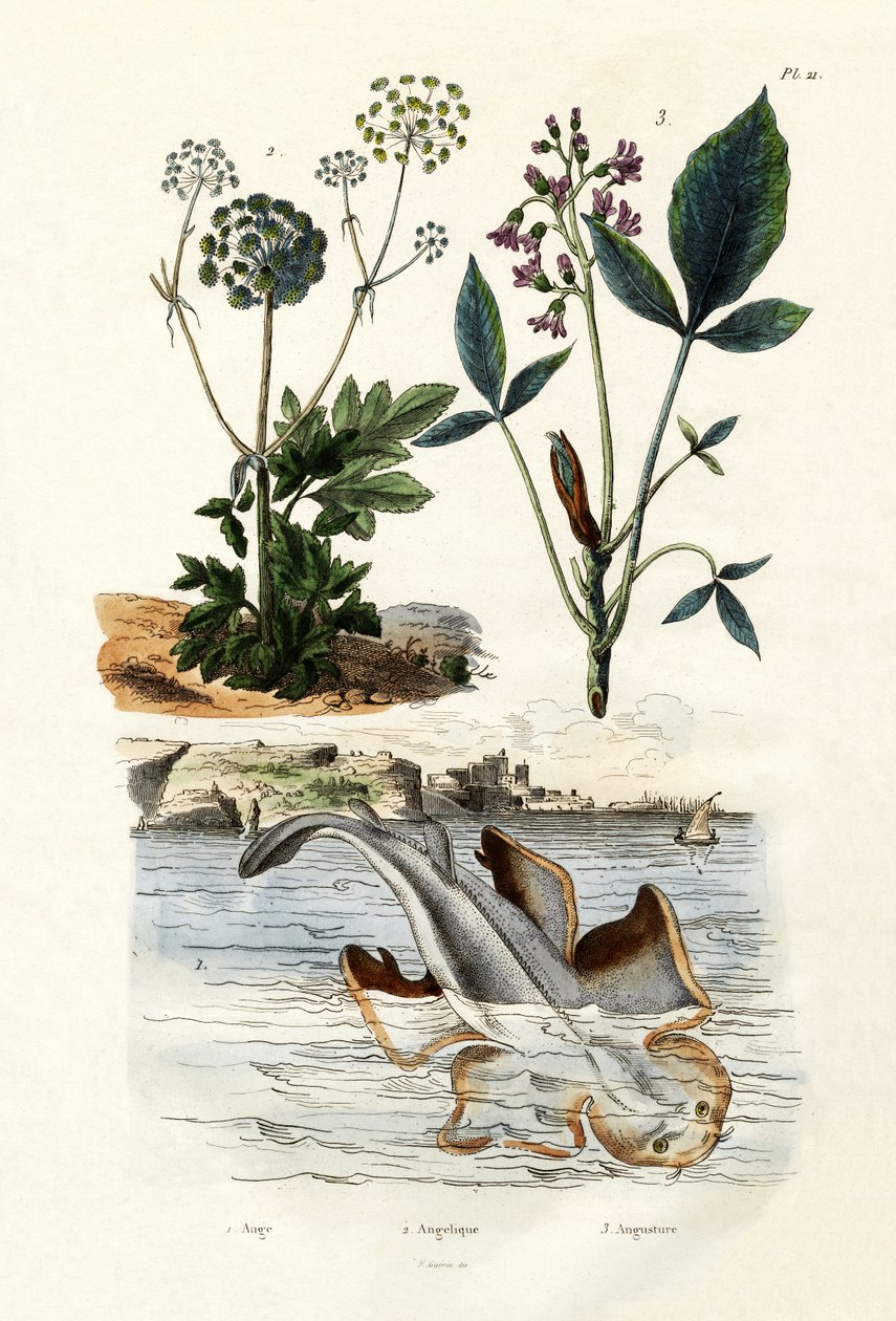 Angelshark, 1833-39 autorstwa French School