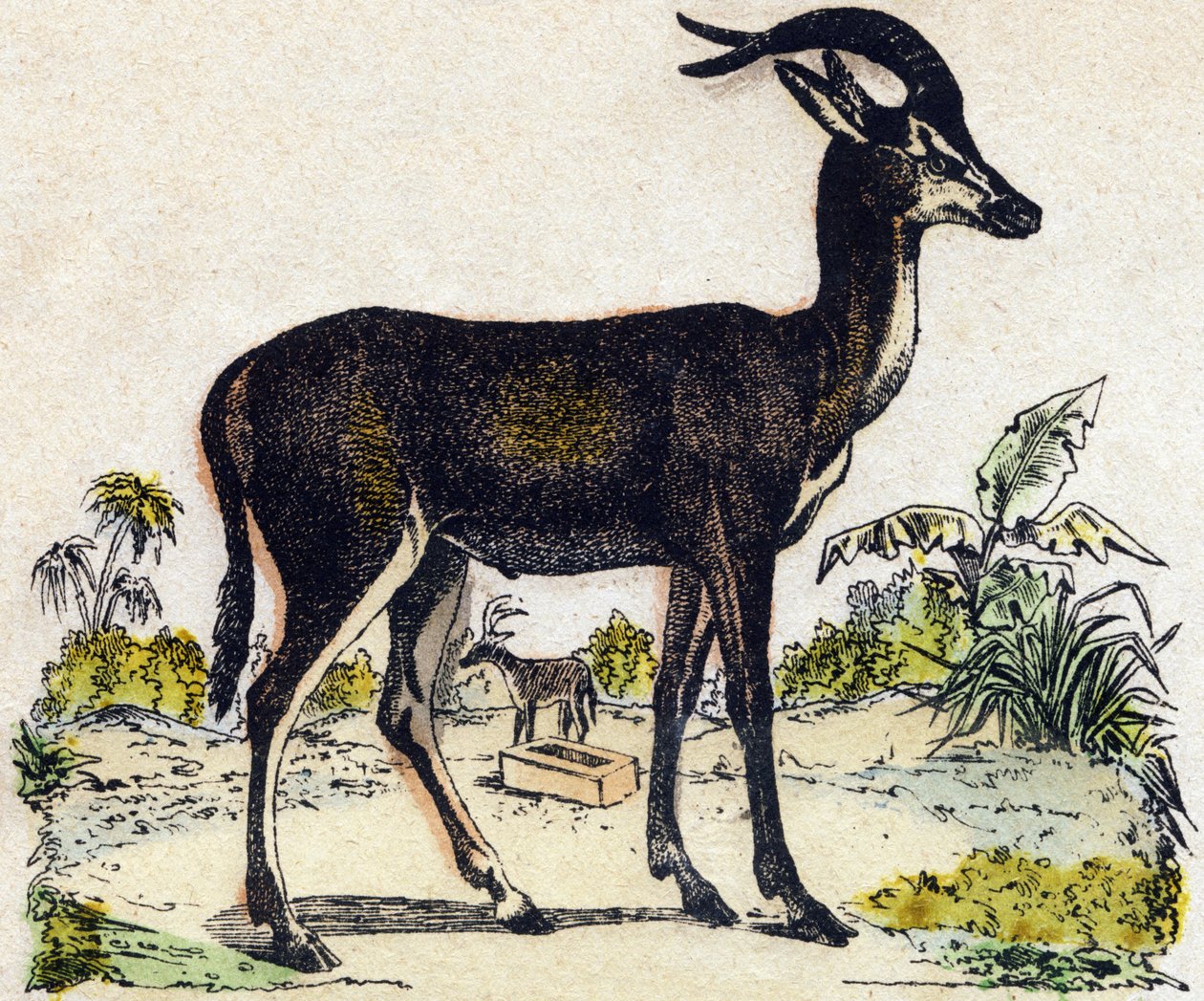 Antylopa. Grawerowanie w „Alfabet des animaux sauvages””. 9. seria. Obraz Epinal, Pellerin, drukarz-wydawca, ok. 1870 r. Ryciny na drewnie, szablon. 16 stron. Wymiary: 20 x 15 cm. Prywatna kolekcja autorstwa French School