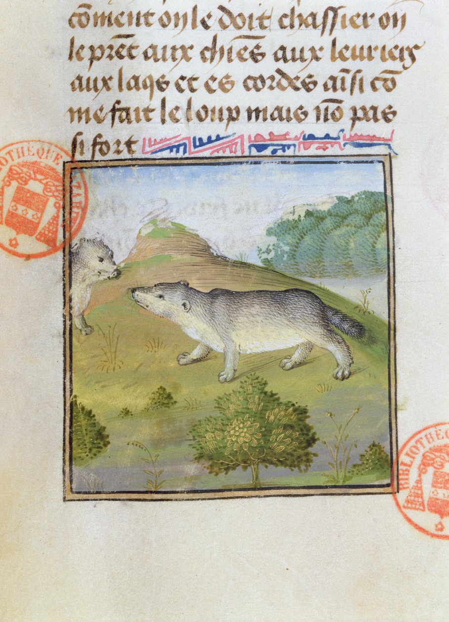 Borsuki, z Księgi łowów Gastona Phebusa de Foix (1331-91) autorstwa French School