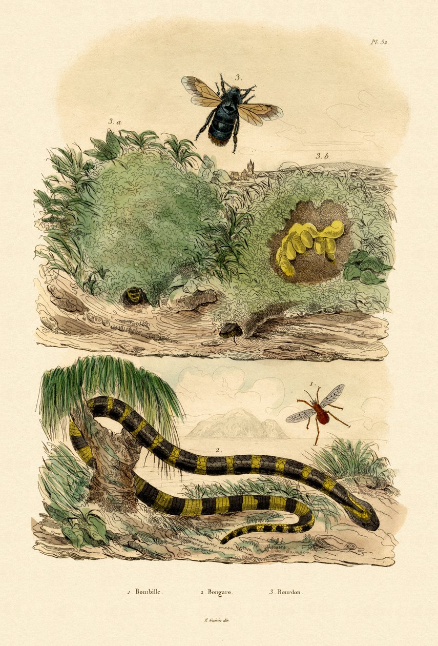 Krait pasmowy, 1833-39 autorstwa French School