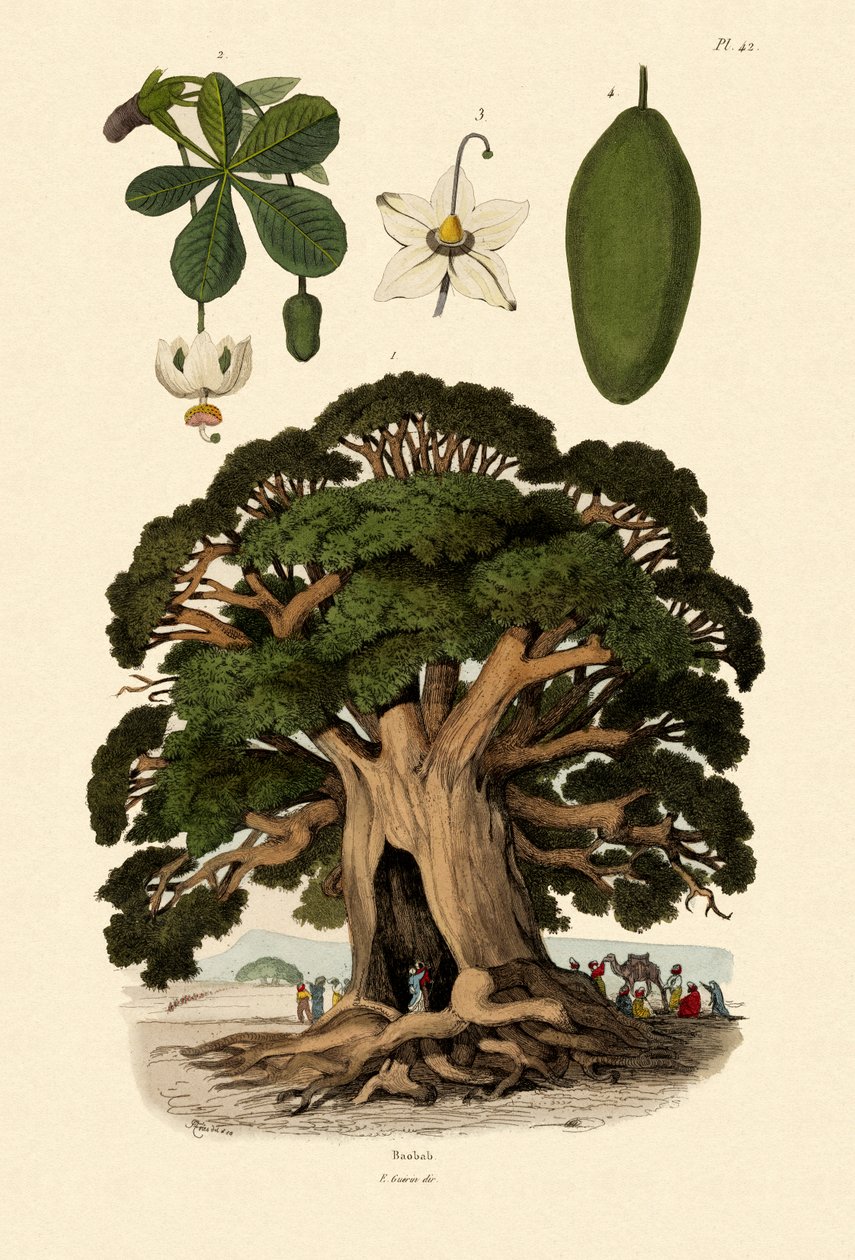Drzewo baobabu, 1833-39 autorstwa French School