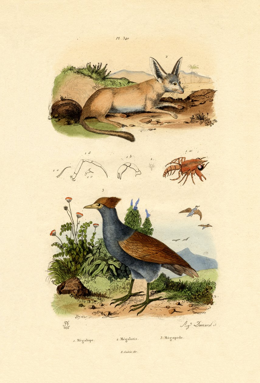 Lis nietoperz, 1833-39 autorstwa French School