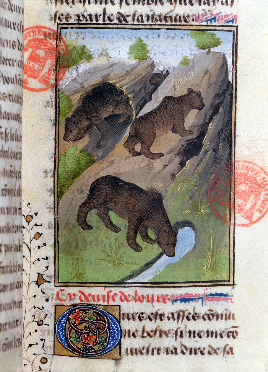 Niedźwiedzie, z Livre de la Chasse autorstwa Gastona Phebusa autorstwa French School