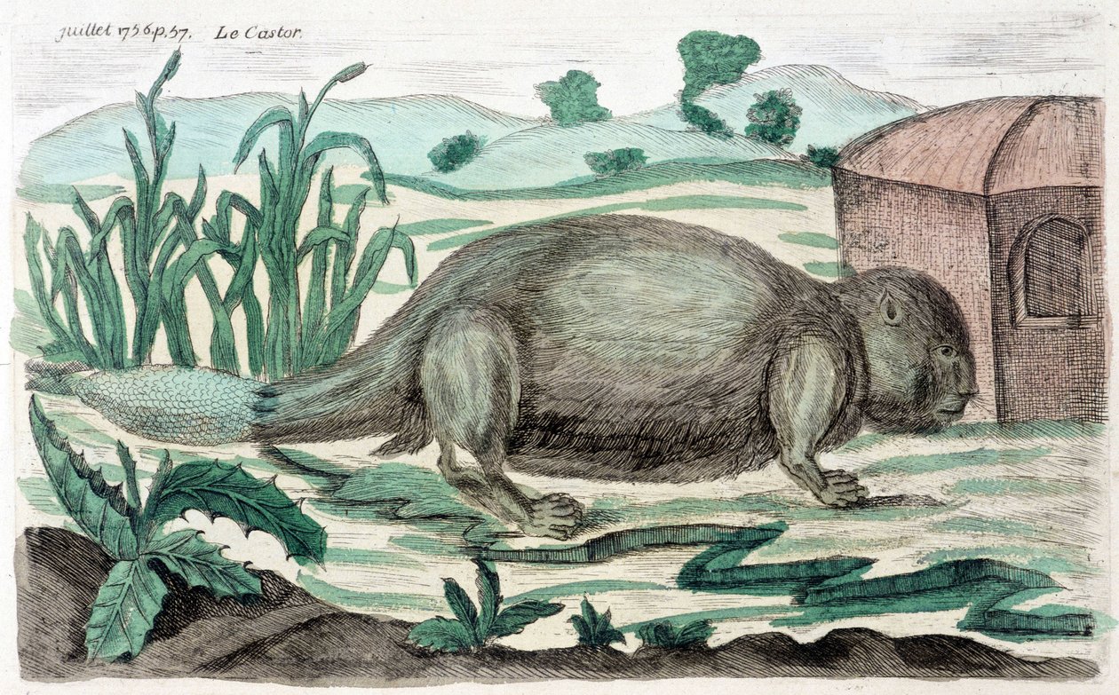 Bóbr. Ilustracja M. Toussaint (1756) w „Okresowych obserwacjach fizyki, historii naturalnej i sztuki”. autorstwa French School