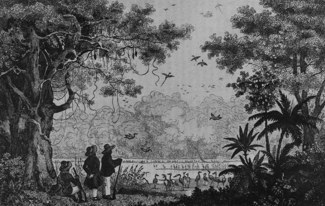 Polowanie na ptaki, z „Bresil, Colombie et Guyanese” Ferdinanda Denisa i Cesara Famina autorstwa French School