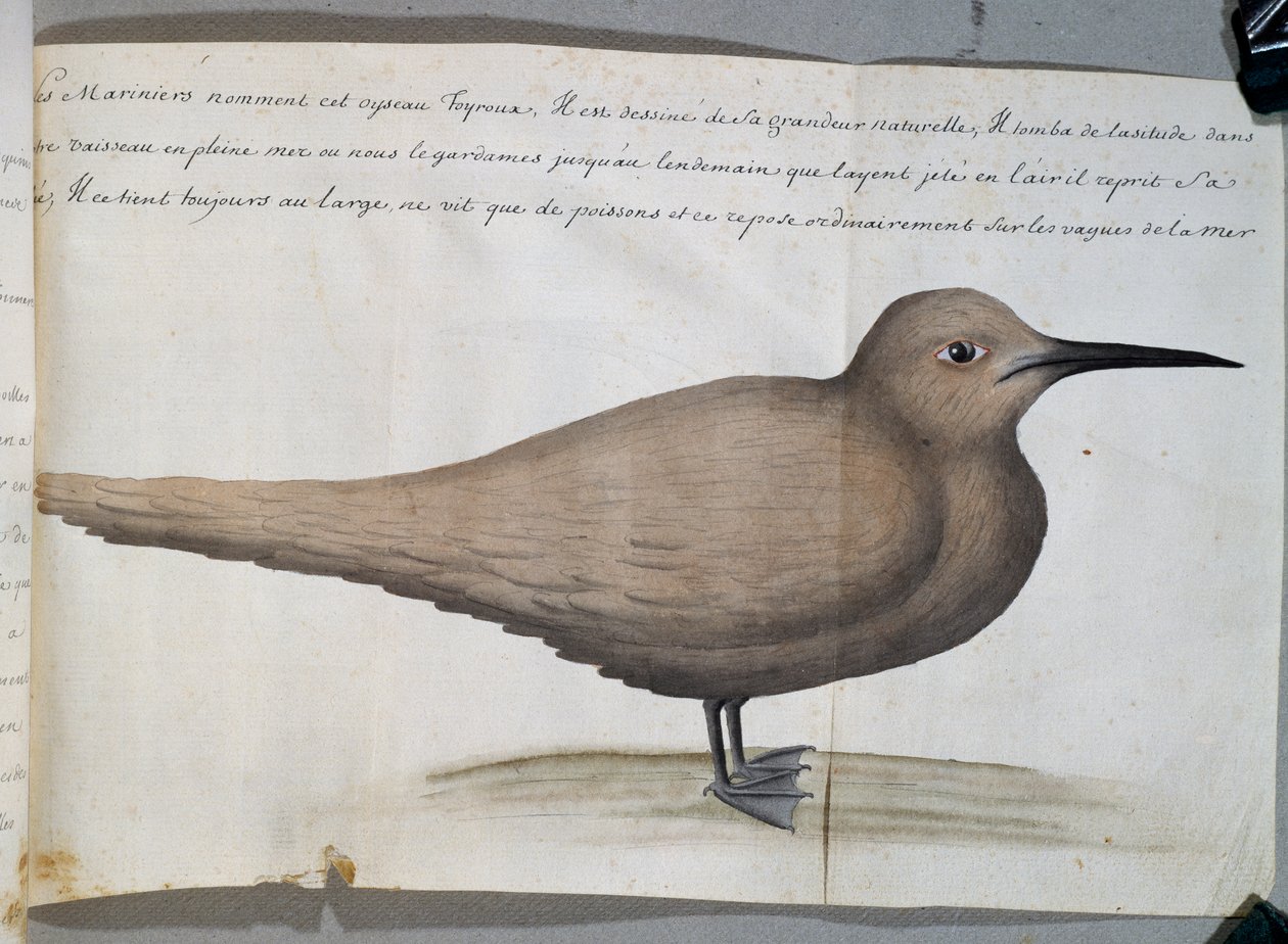 Ptak zwany Foyroux (Tern), Cape Frio, Brazylia, akwarela z dziennika pokładowego Jacques Gouin de Beauchesne (1652-1730), kapitan Compagnie Royale de la Mer du Sud, od 1698 do 1701, Francja autorstwa French School