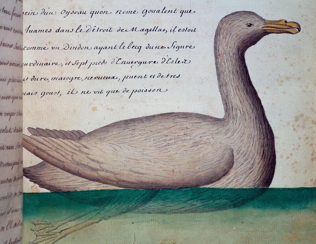 Ptak zwany Goualent, Cieśnina Magellana, akwarela z dziennika pokładowego Jacquesa Gouina de Beauchesne (1652-1730), kapitana Compagnie Royale de la Mer du Sud, od 1698 do 1701, Francja autorstwa French School
