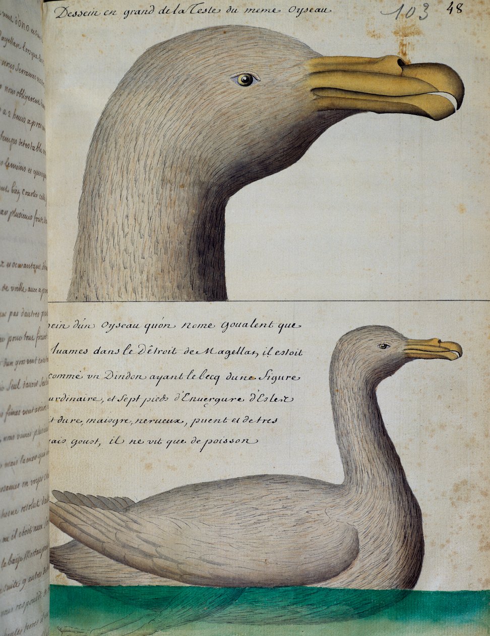 Ptak z Cieśniny Magellana, akwarela z dziennika pokładowego Jacquesa Gouina de Beauchesne (1652-1730), kapitana Compagnie royale de la Mer du Sud, od 1698 do 1701, Francja autorstwa French School