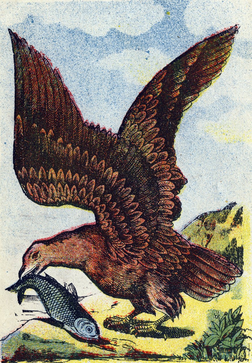 Ptak drapieżny. Rycina w "Alphabet des oiseaux". Obraz Pont-a-Mousson, Marcel i/lub Louis Vagne, drukarz-wydawca, koniec XIX wieku. 16 stron. Wymiary: 20,5 x 14 cm autorstwa French School