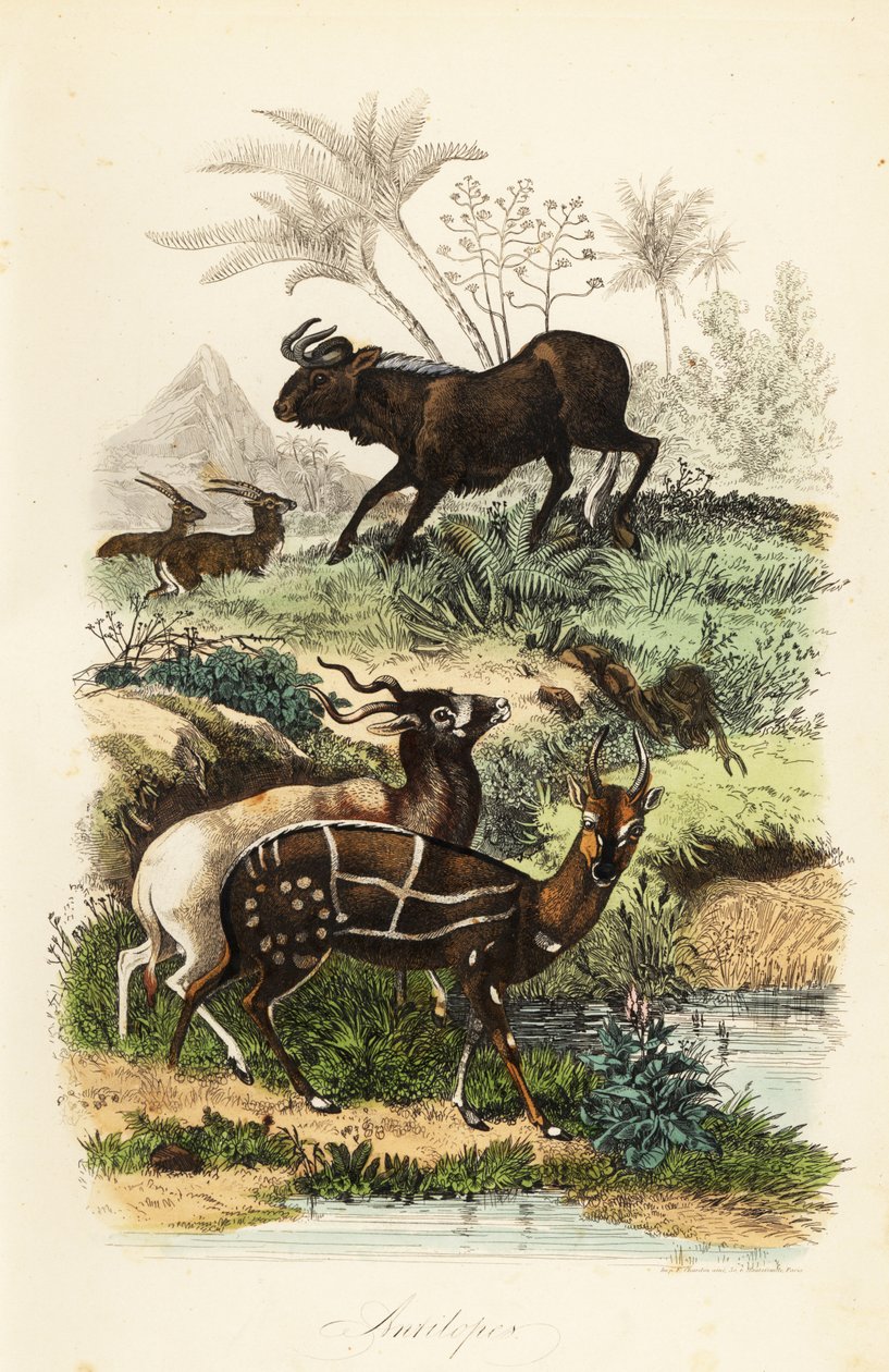 Gnu czarne, Connochaetes gnou, krytycznie zagrożony addax lub antylopa ślimakowata, Addax nasomaculatus i zaprzęgnięty krzak lub kewel, Tragelaphus scriptus autorstwa French School