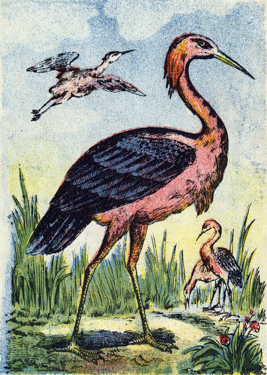 Czapla błękitna: ptak żywiący się robakami i gadami. Żyje w Stanach Zjednoczonych i na Karaibach. Rycina w "Alphabet des oiseaux". Obraz Pont-a-Mousson, Marcel i/lub Louis Vagne, drukarz-wydawca, koniec XIX wieku. 16 stron. Wymiary: 20,5 x 14 cm autorstwa French School