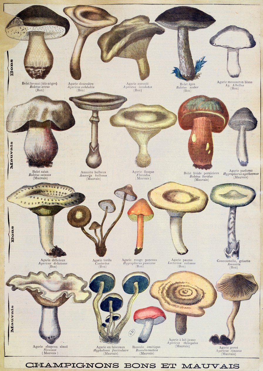 Talerz botaniczny przedstawiający „Dobre i złe grzyby”, ok. 1900 r. (litografia kolorowa) autorstwa French School