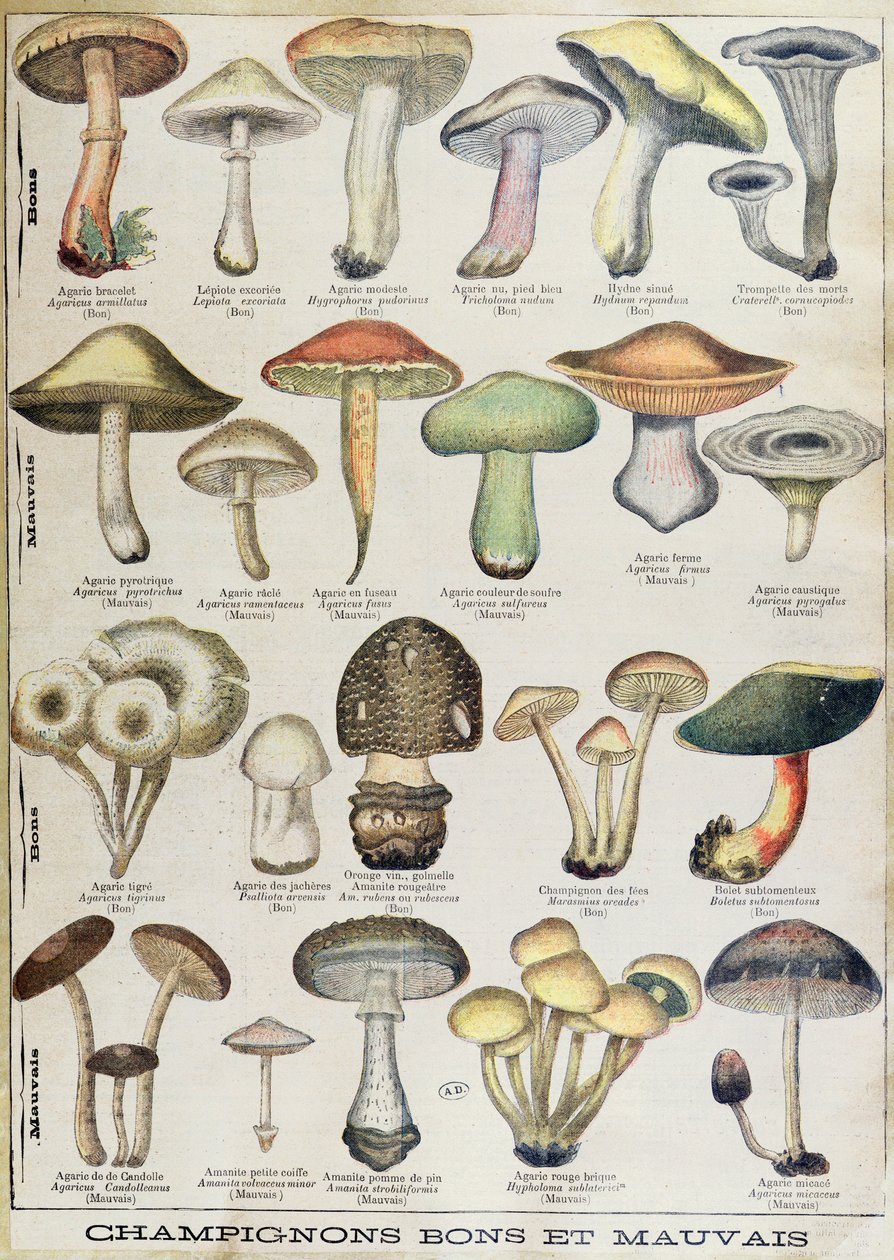 Talerz botaniczny przedstawiający „Dobre i złe grzyby”, ok. 1900 r. (litografia kolorowa) autorstwa French School