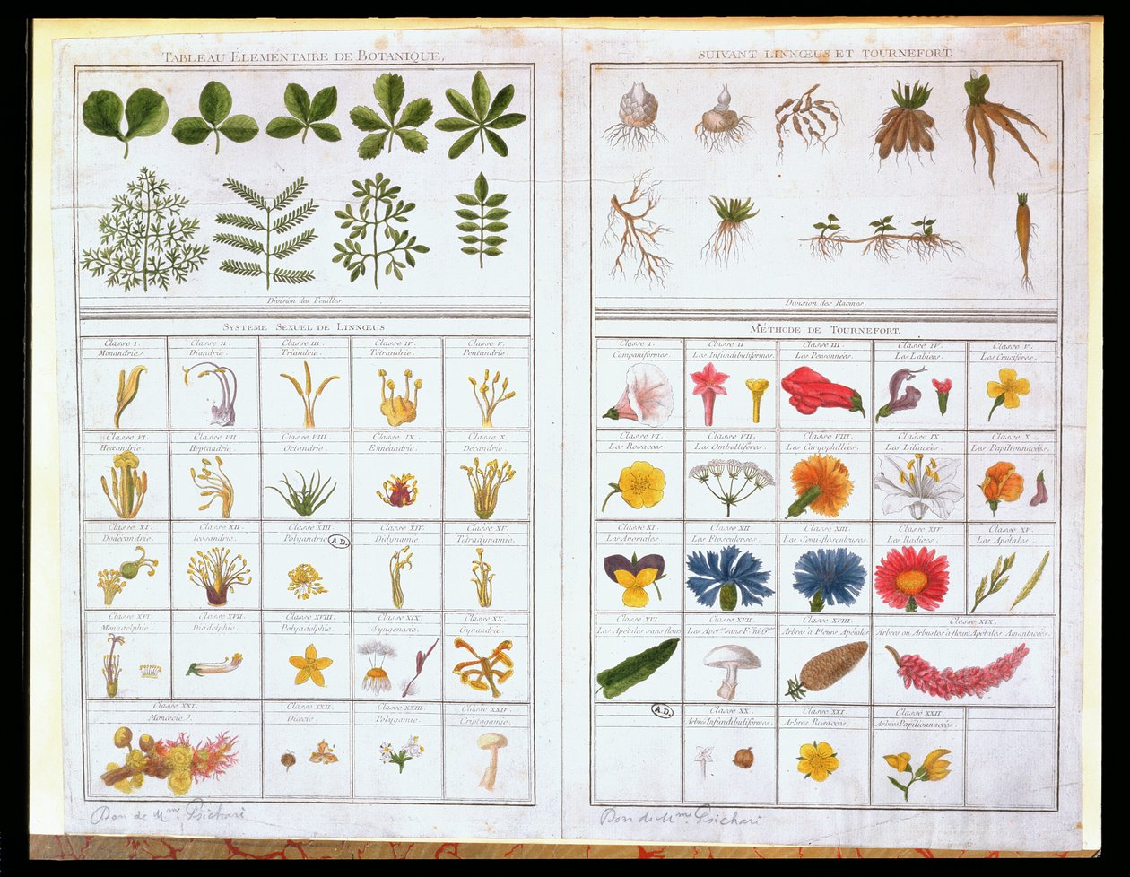 Stół botaniczny według Carla von Linne (1707-78) i według Josepha Pittona de Tournefort (1656-1708), koniec XVIII wieku (kolorystyka) autorstwa French School