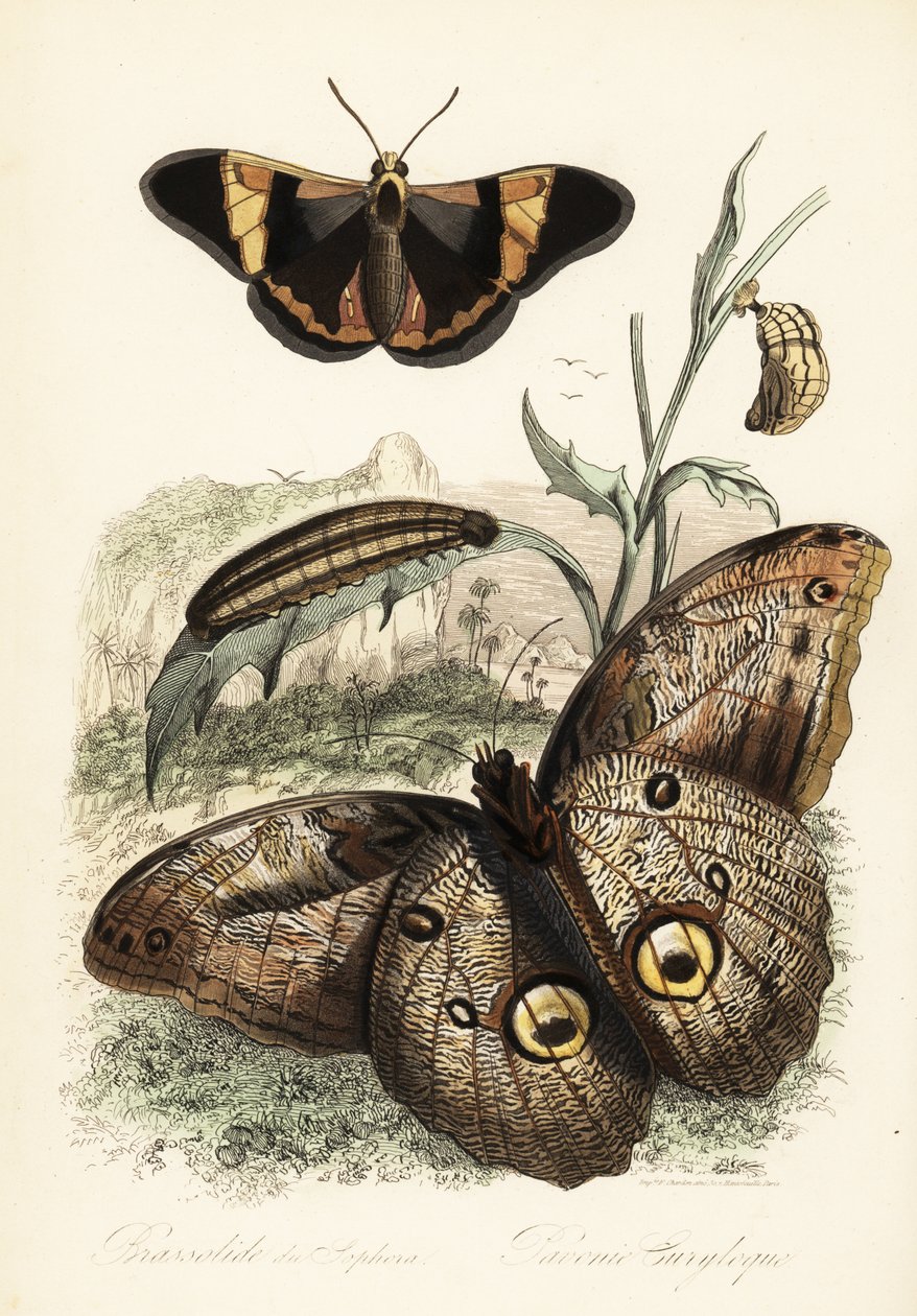 Motyl Brassolis sophorae, poczwarka i gąsienica larwy autorstwa French School