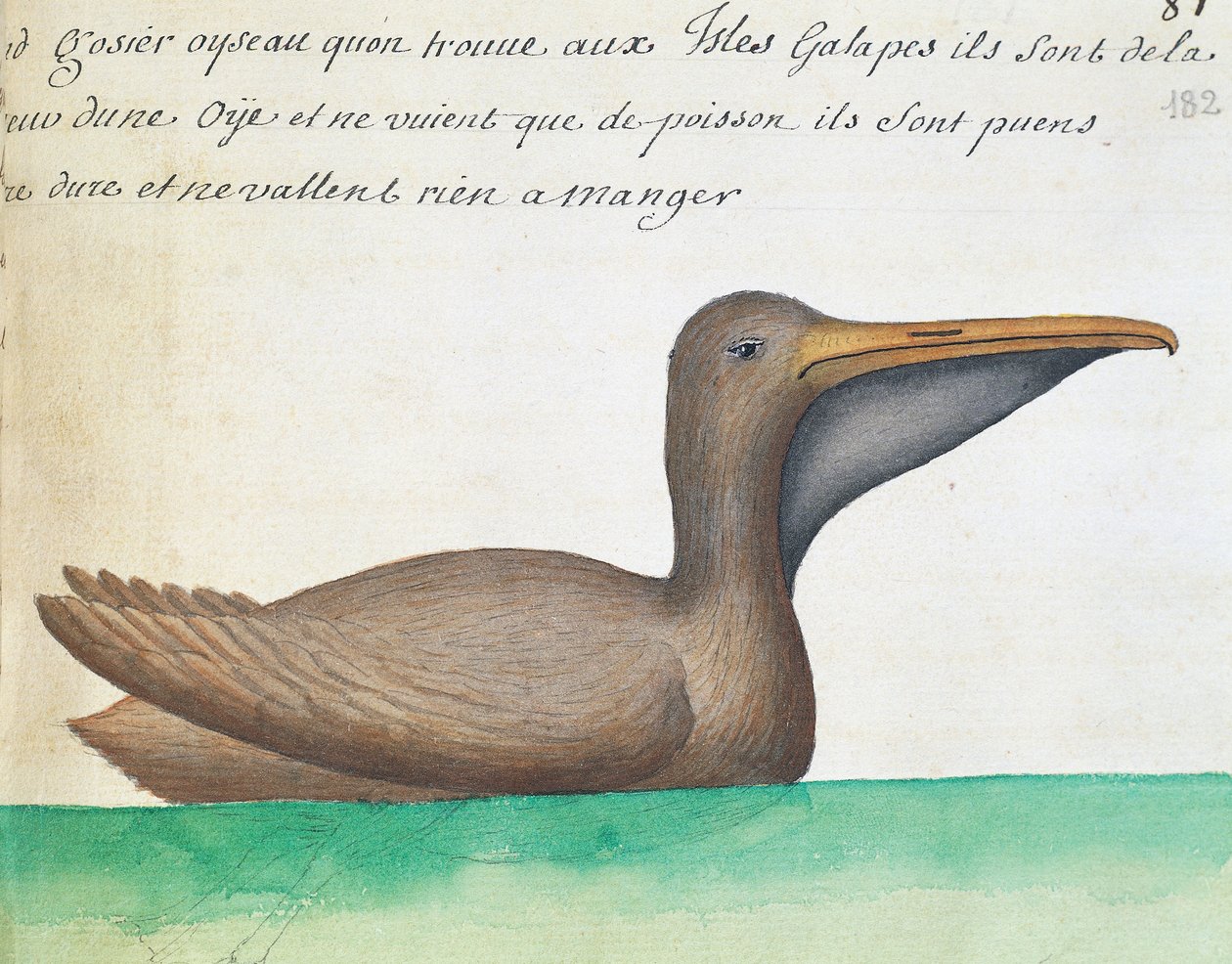 Pelikan brunatny (Pelecanus occidentalis), Wyspy Galapagos, akwarela z dziennika pokładowego Jacquesa Gouina de Beauchesne (1652-1730), kapitan Compagnie Royale de la Mer du Sud, od 1698 do 1701, Francja autorstwa French School