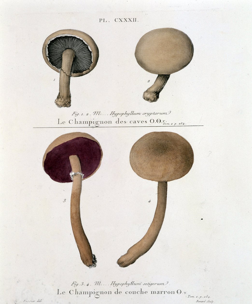 Pieczarka brunatna - w „Treat des champignons” Jeana Jacquesa Pauleta z końca XVIII wieku autorstwa French School