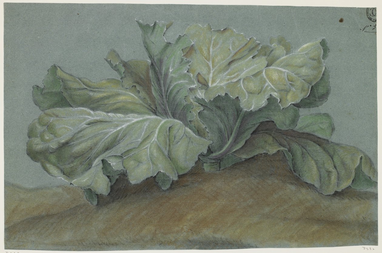 Zakład kapusty (kreda na papierze) autorstwa French School