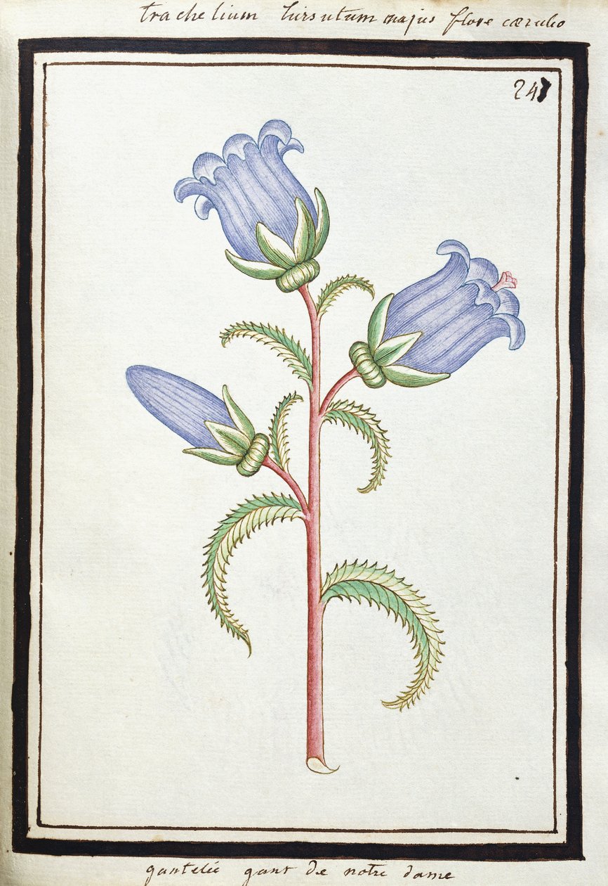 Campanula Trachelium, ok. 1700 (rysunek akwarelowy, oprawiony na czarno) autorstwa French School