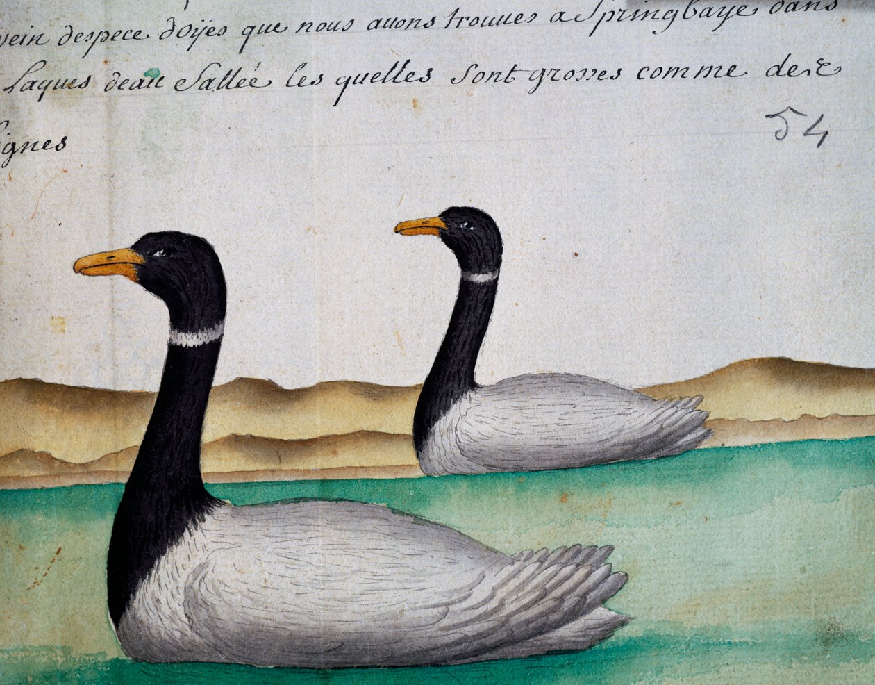 Canada Geese, Springbaye, Salt Lakes Region, akwarela z dziennika pokładowego Jacquesa Gouina de Beauchesne (1652-1730), kapitan Compagnie Royale de la Mer du Sud, od 1698 do 1701, Francja autorstwa French School