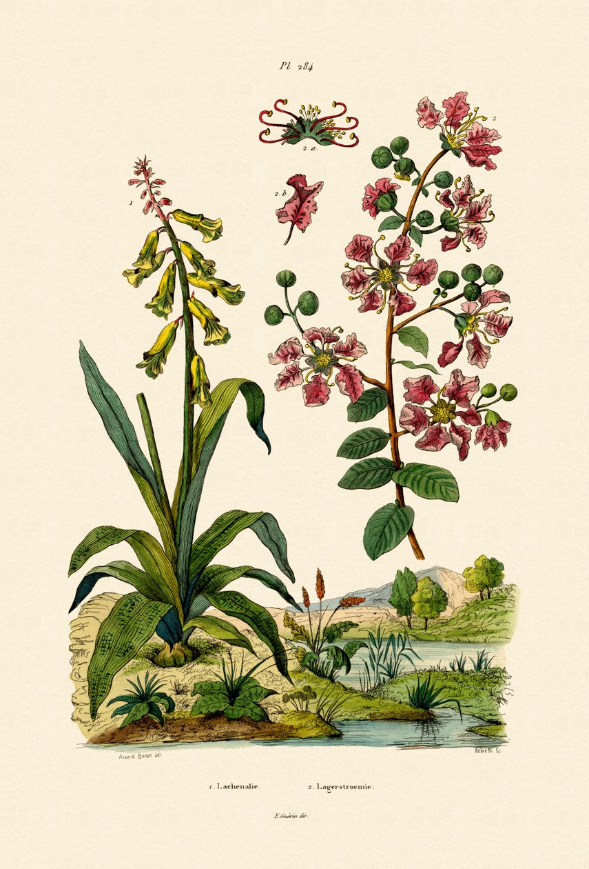 Przylądek Cowslip, 1833-39 autorstwa French School