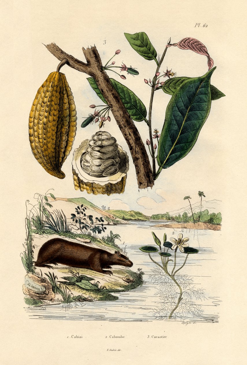 Kapibara, 1833-39 autorstwa French School
