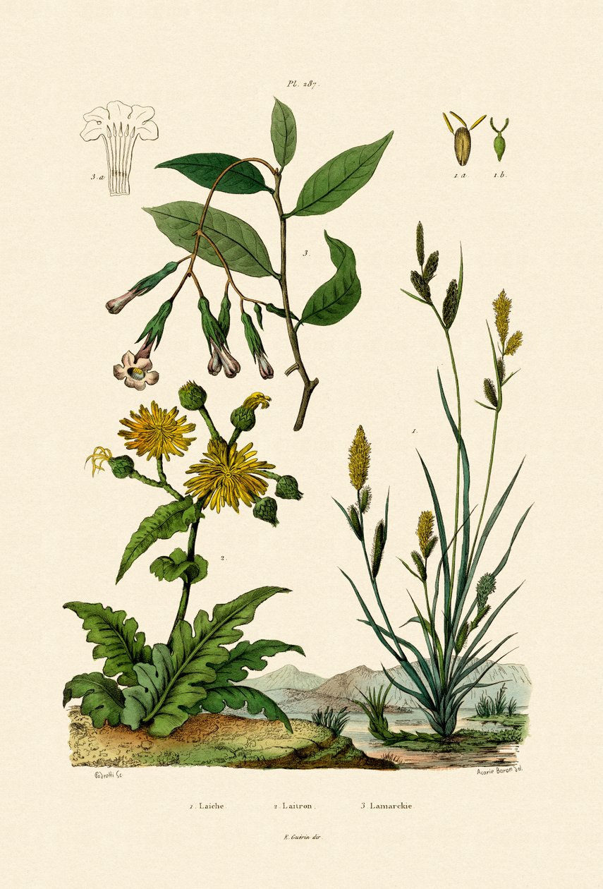 Carex, 1833-39 autorstwa French School