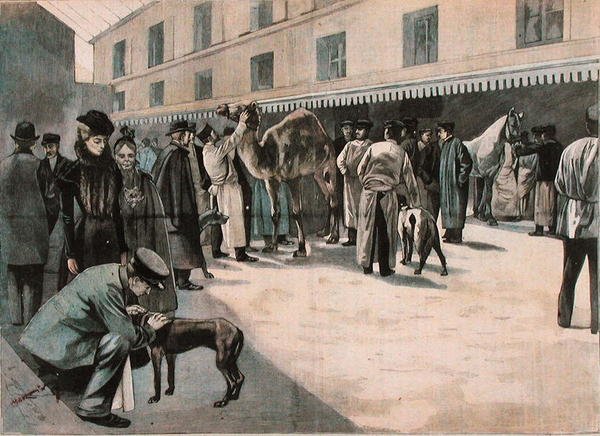 Opieka nad wielbłądem w Ecole Nationale Veterinaire d