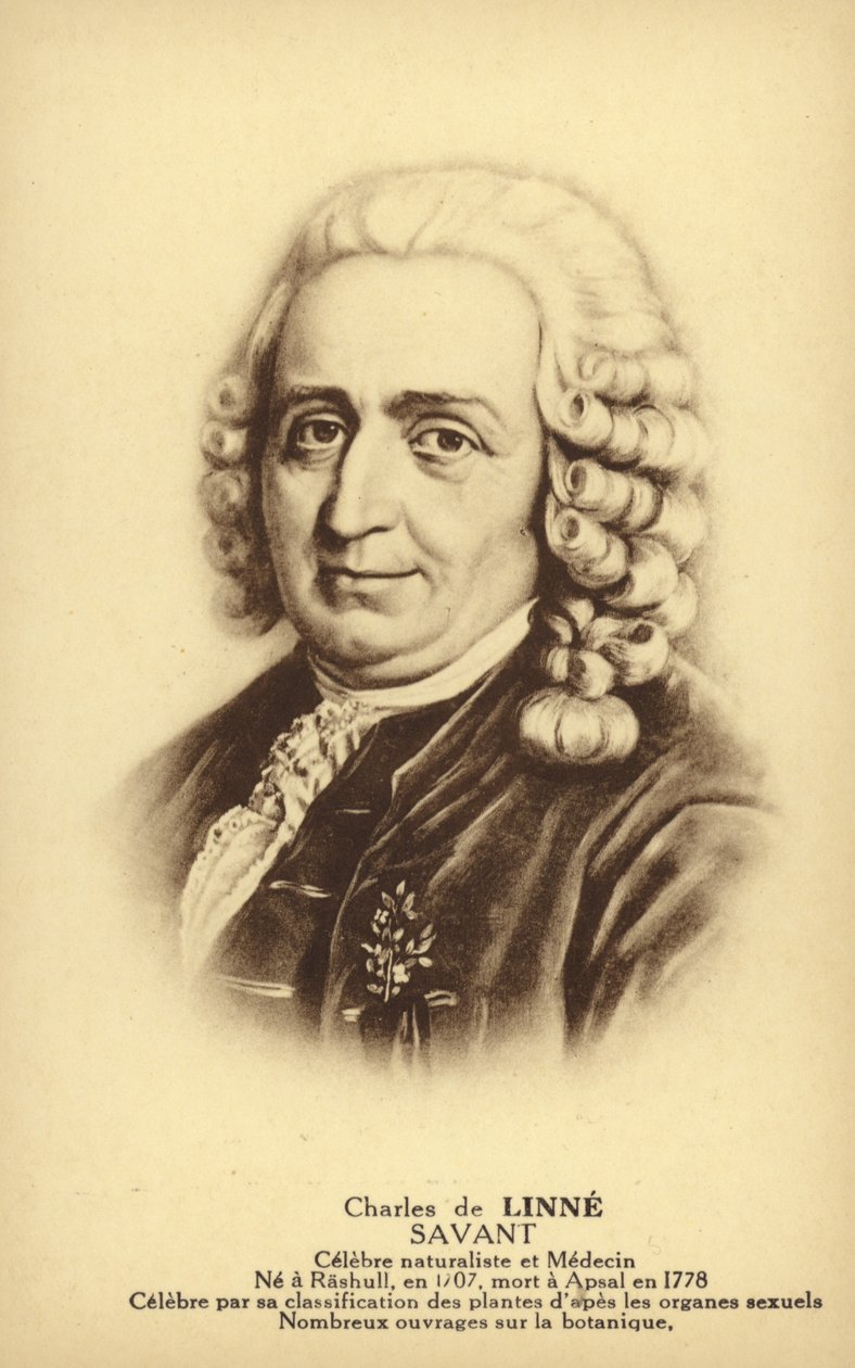 Carl Linnaeus (1707-1778), szwedzki botanik i zoolog (litografia) autorstwa French School